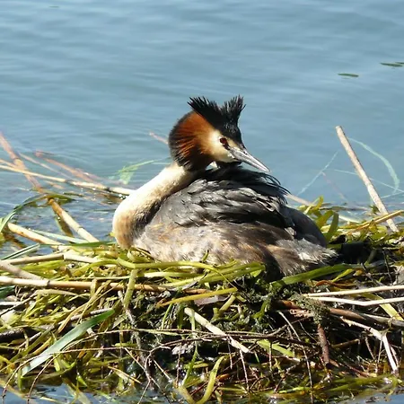 B&B Il Nido Dello Svasso -foresteria Lombarda- 소리코